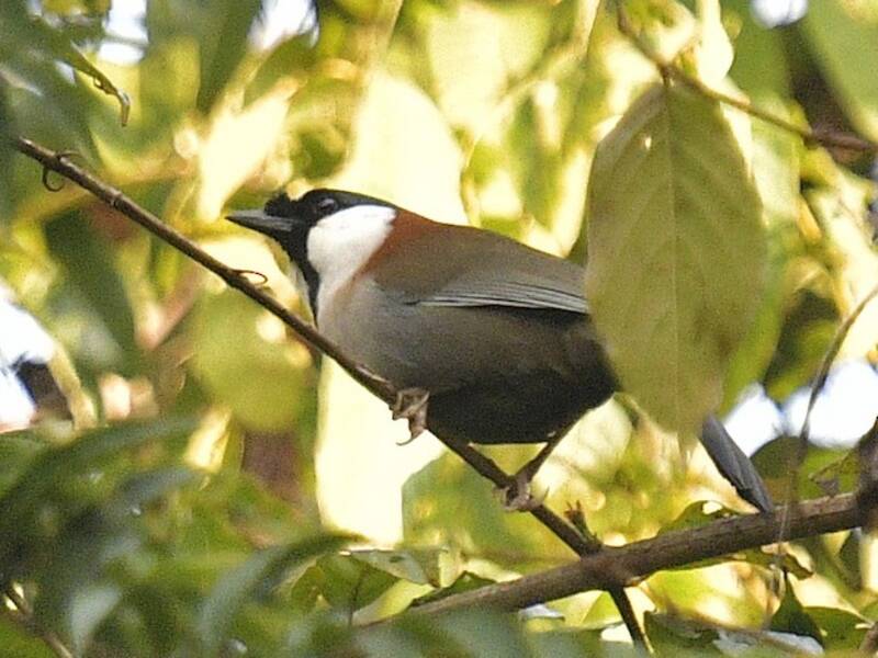 Chestnut-backed Laughingthrush, 照片 4