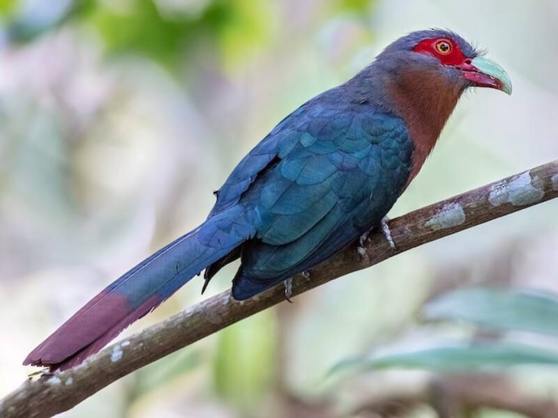 Malkoha dal petto castano