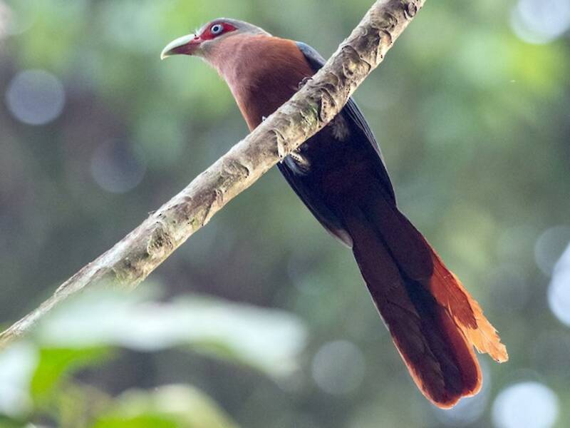 Malkoha dal petto castano, Foto 2