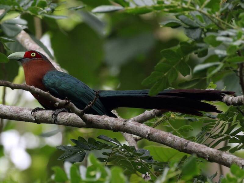 Malkoha dal petto castano, Foto 3