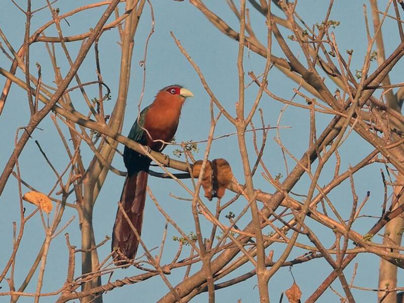 Malkoha dal petto castano, Foto 4