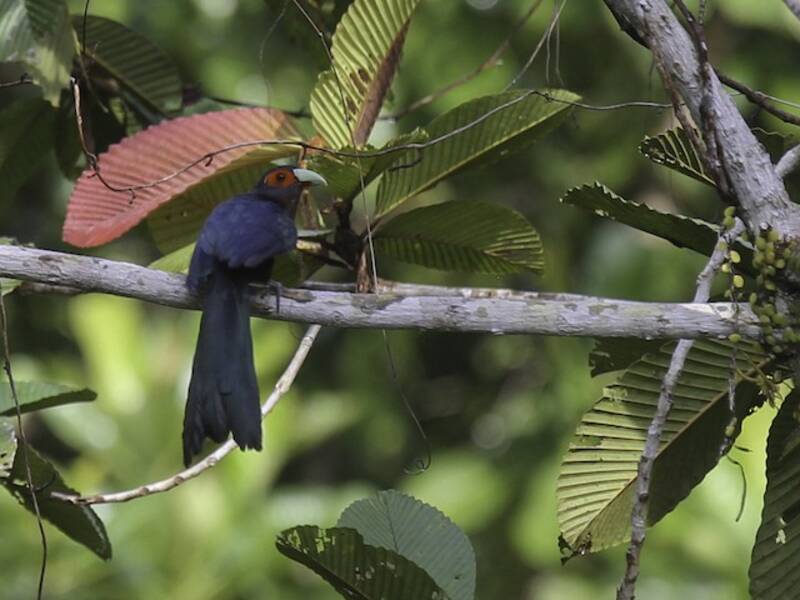 Malcoha di Mentawai, Foto 2