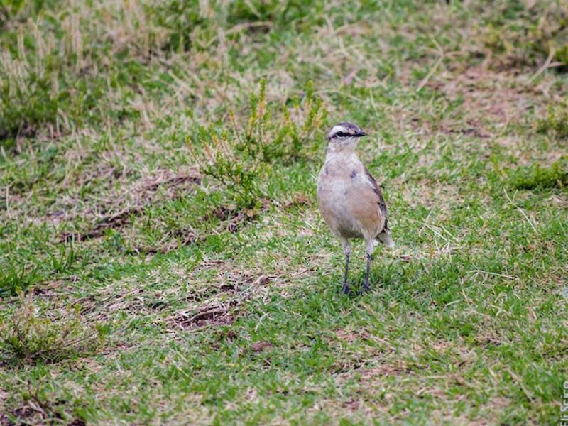 Calandria Cejiblanca