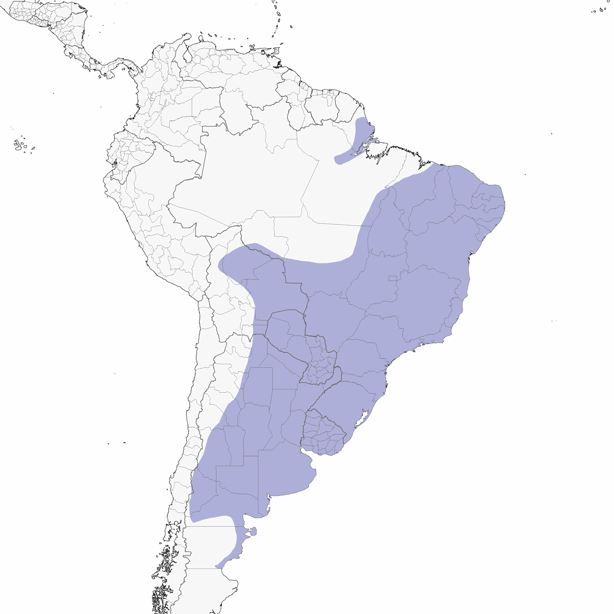 Calandria Cejiblanca, Distribución 1