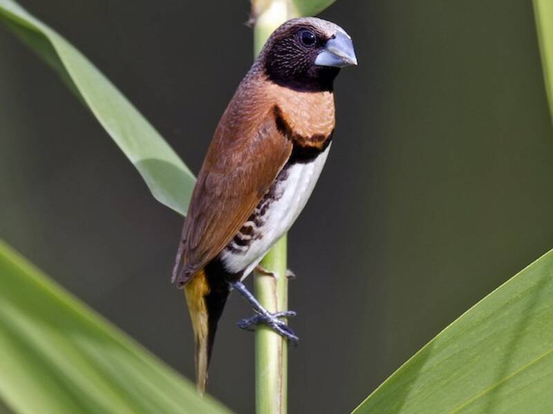 Munia pettocastano