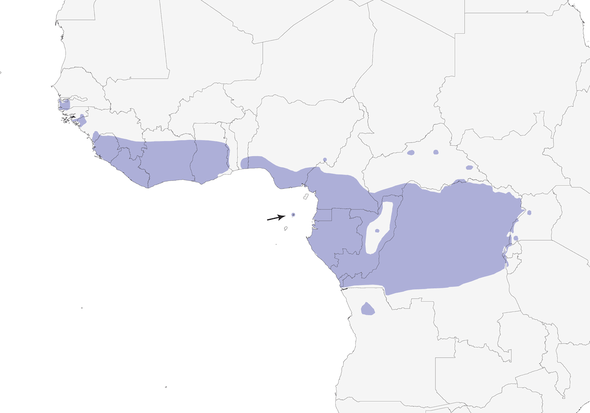Nigrita pettocastano, Distribuzione 1