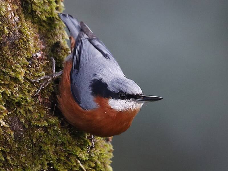 Chestnut-bellied Nuthatch, Photos 3