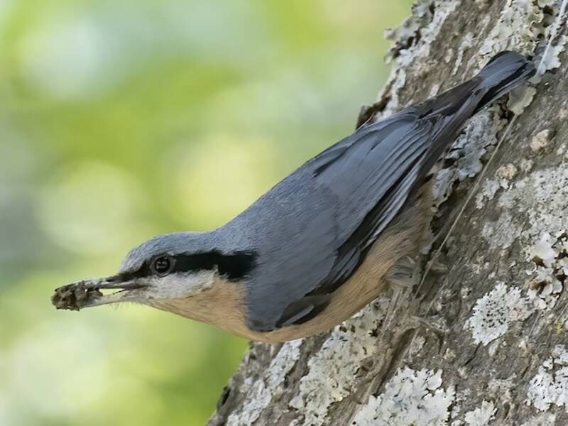Chestnut-bellied Nuthatch, Photos 4