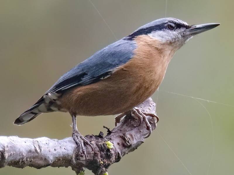 Chestnut-bellied Nuthatch, Photos 2