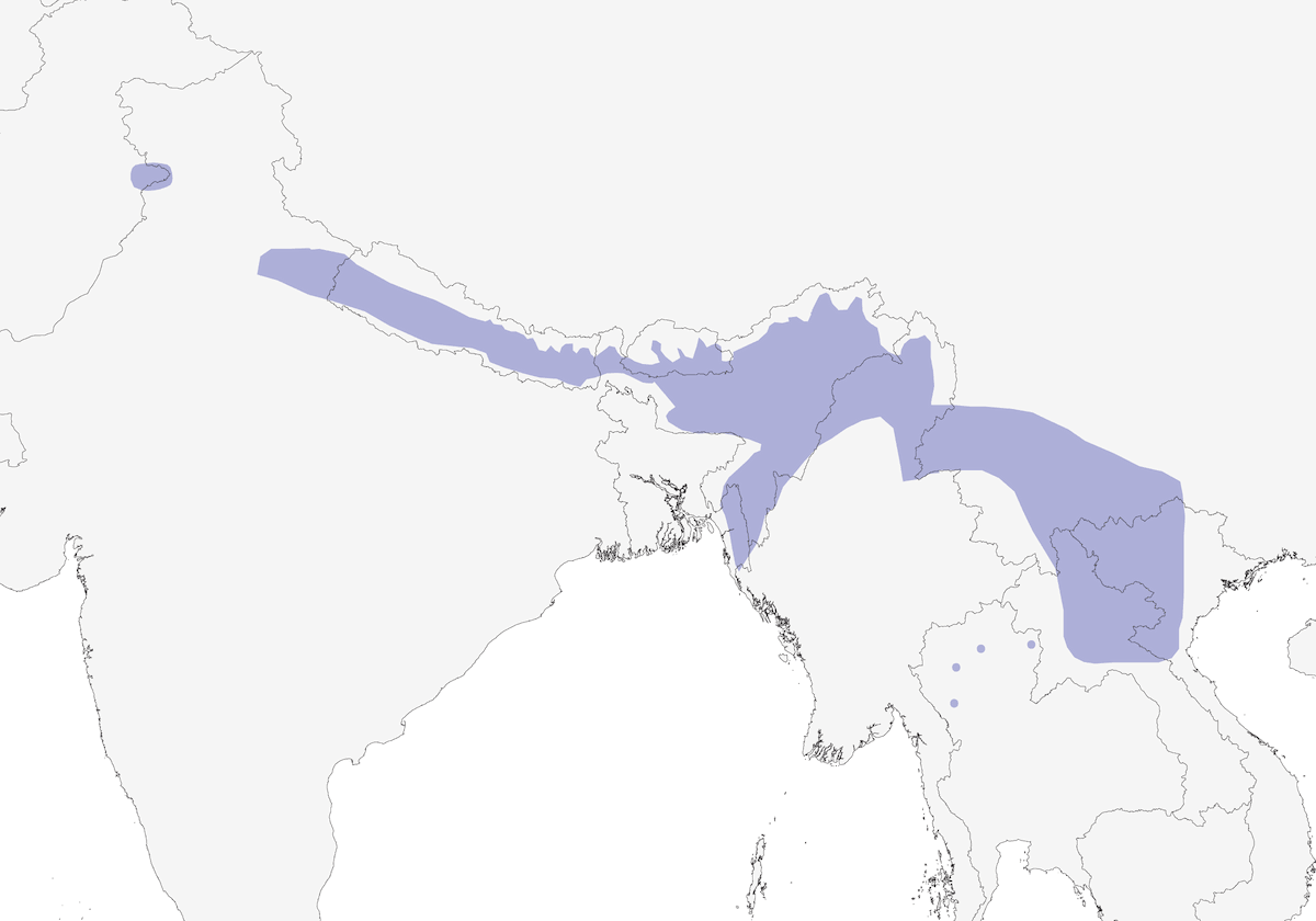 Chestnut-bellied Nuthatch, Distribution 1