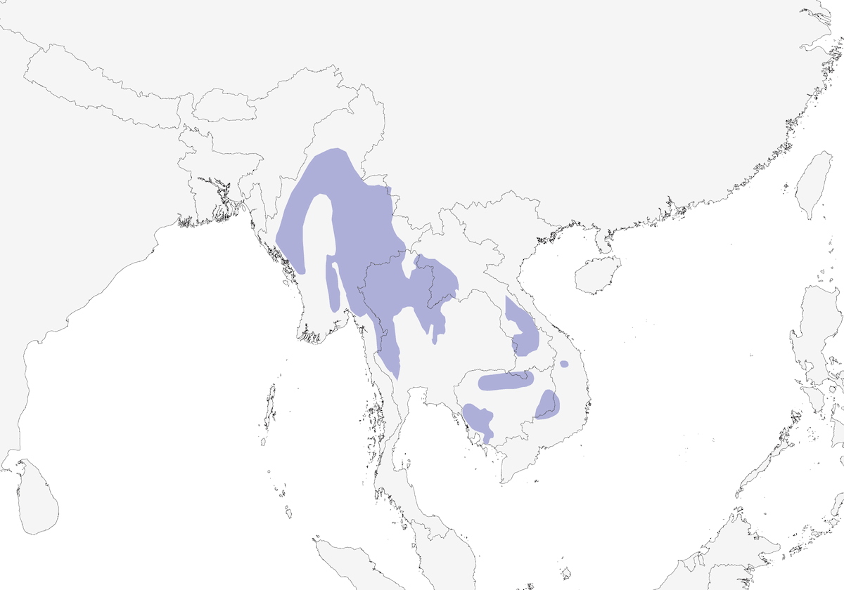 Burma-Kleiber, Verbreitung 1