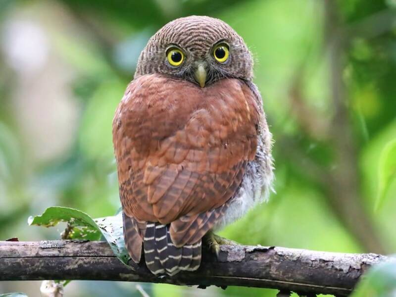 Chestnut-backed Owlet, 照片 3