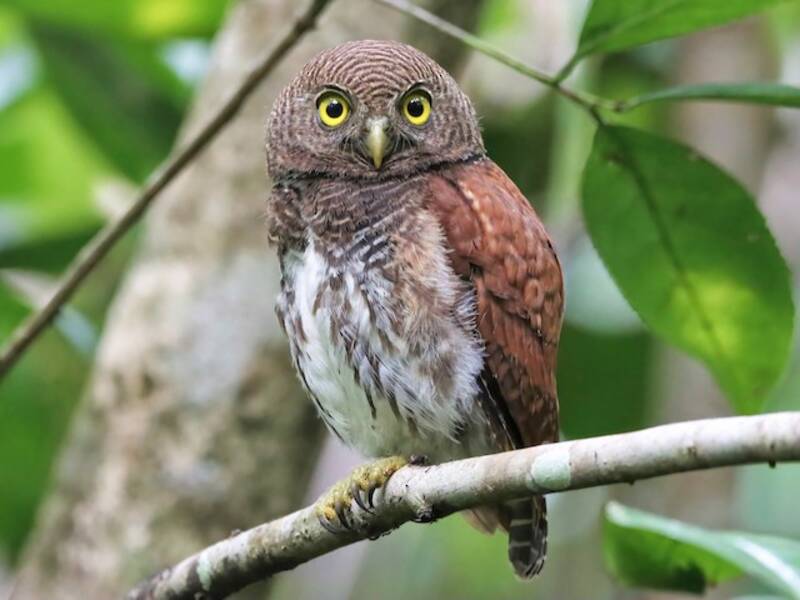 Chestnut-backed Owlet