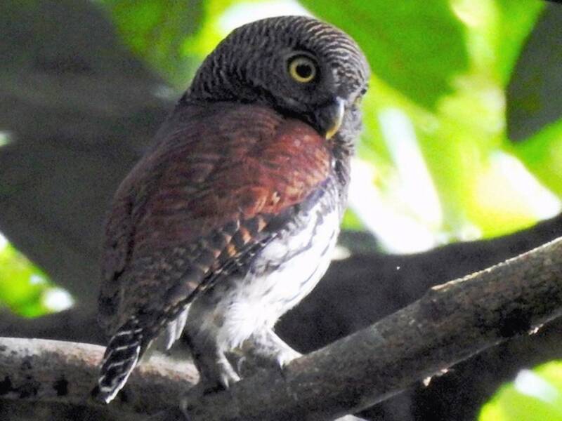 Chestnut-backed Owlet, 照片 2