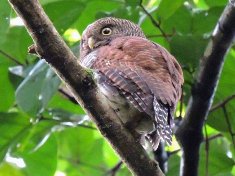 Chestnut-backed Owlet, 照片 4