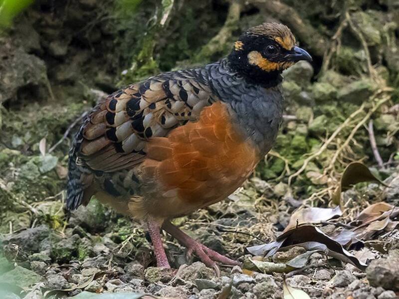 Chestnut-bellied Partridge, 照片 3