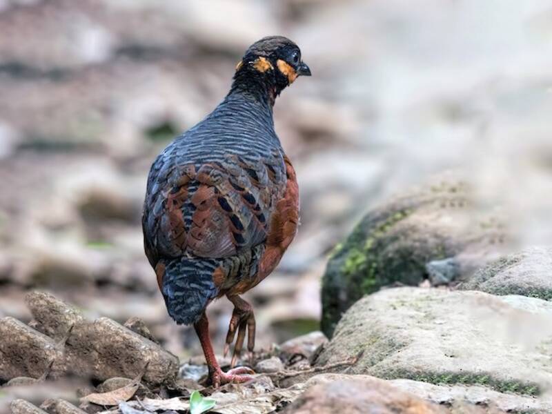 Chestnut-bellied Partridge, 照片 4