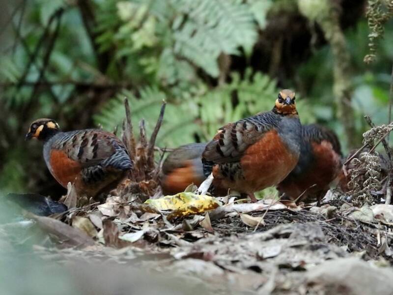 Chestnut-bellied Partridge, 照片 2