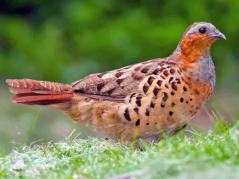 Chinese Bamboo-Partridge, 照片 3