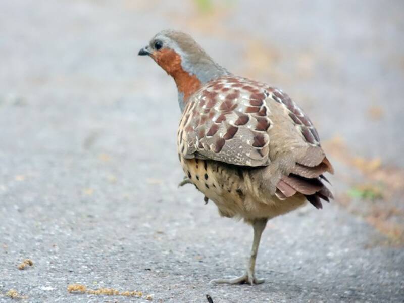Chinese Bamboo-Partridge, 照片 4
