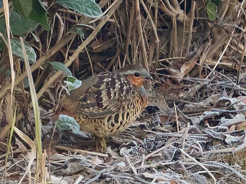 Chinese Bamboo-Partridge, 照片 2