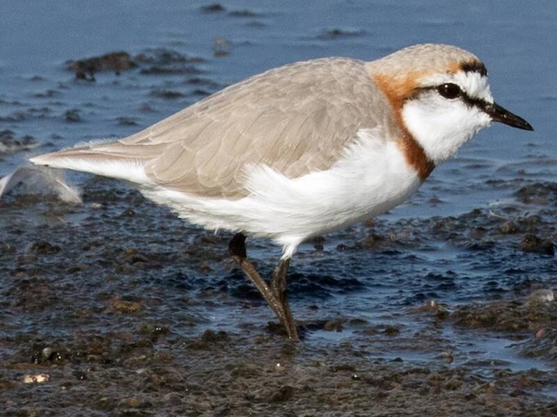 Chestnut-banded Plover, Photos 4