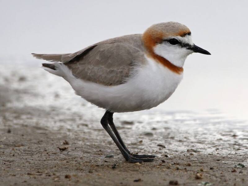 Chestnut-banded Plover, Photos 3