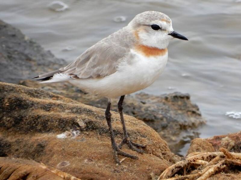 Chestnut-banded Plover, Photos 2