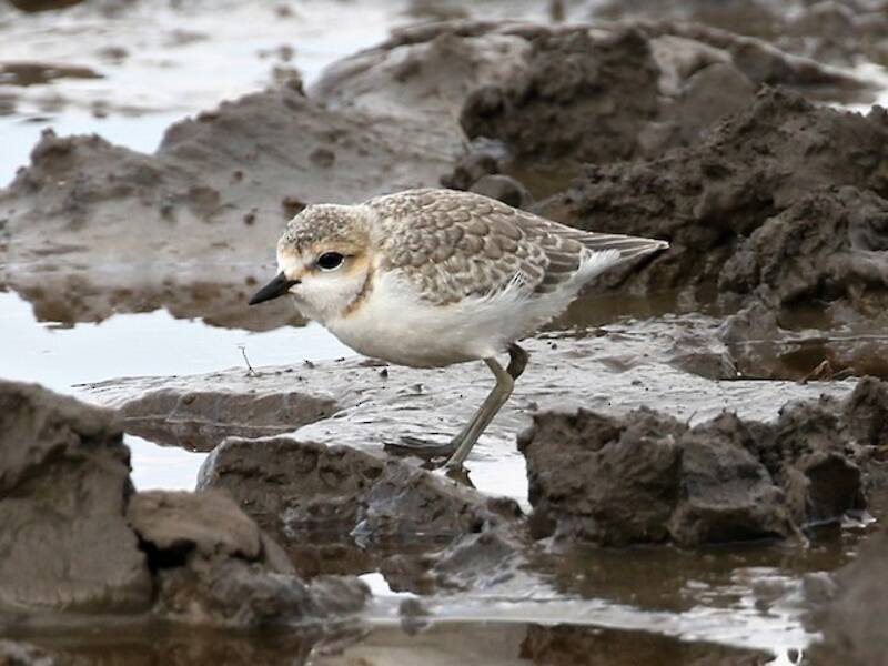 Chestnut-banded Plover
