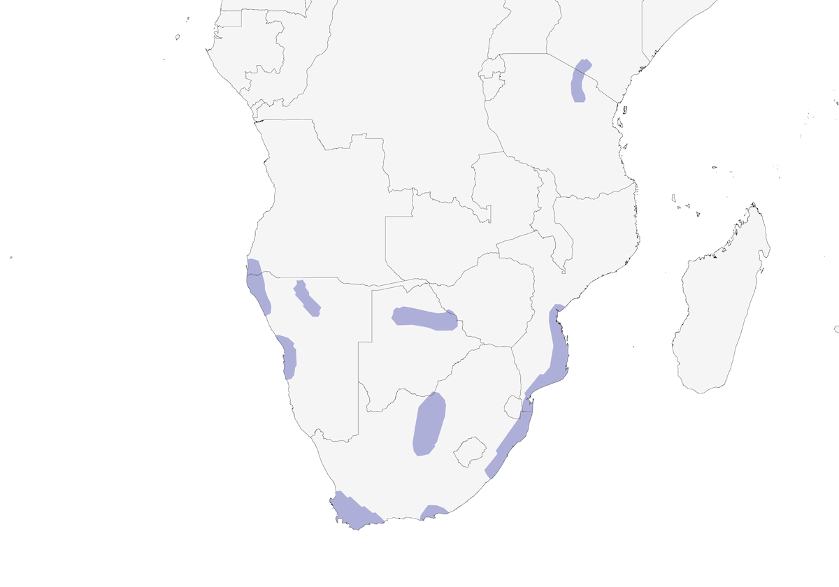 Chestnut-banded Plover, Distribution 1
