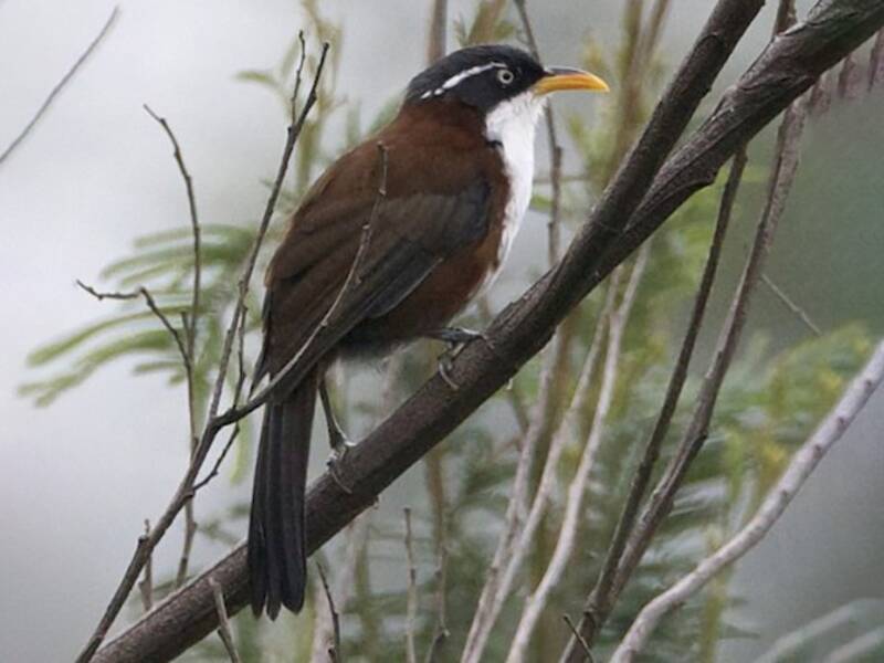 Javan Scimitar-Babbler, 照片 2