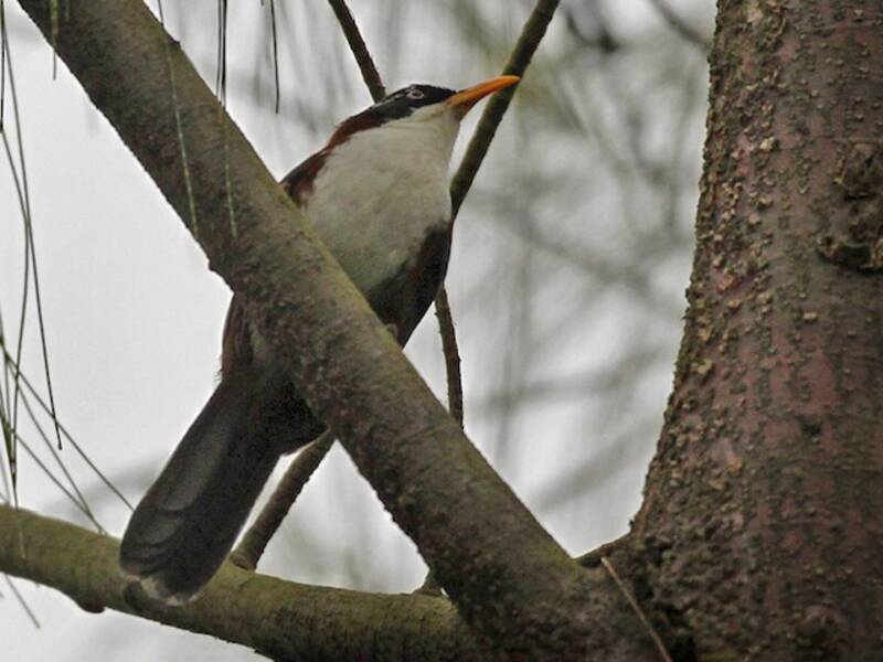 Javan Scimitar-Babbler, 照片 3