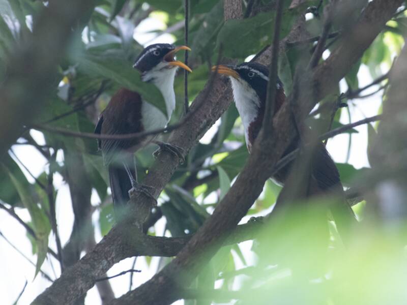 Javan Scimitar-Babbler, 照片 4
