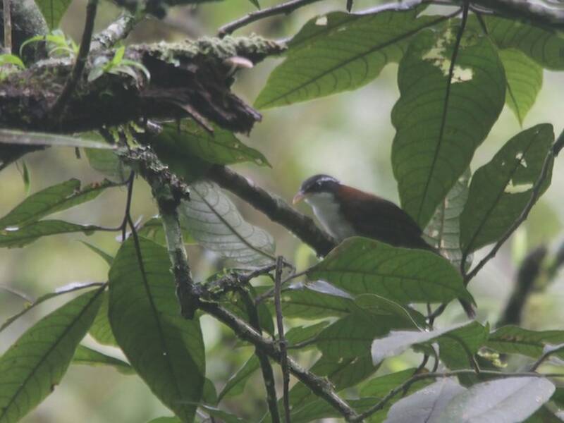 Javan Scimitar-Babbler