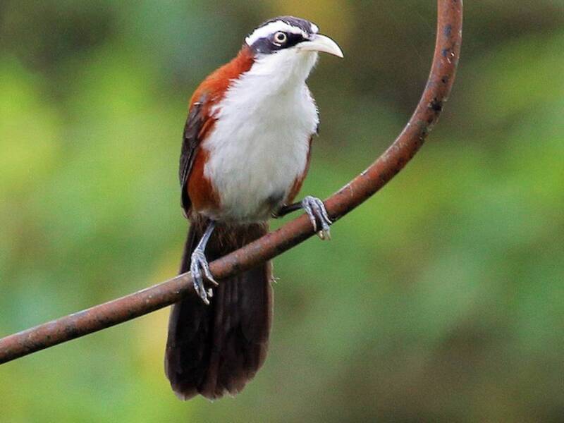 Sunda Scimitar-Babbler, Photos 3