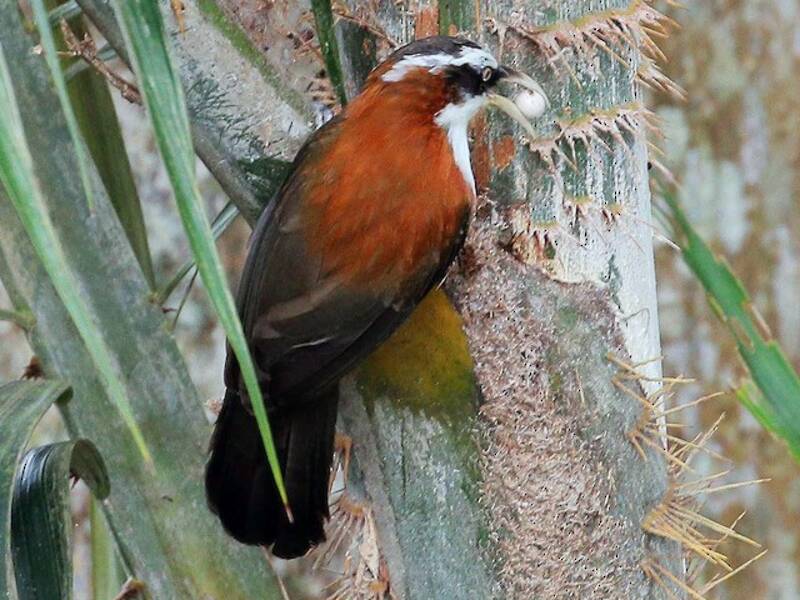 Sunda Scimitar-Babbler, Photos 2