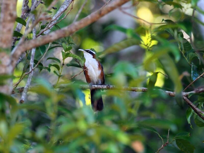 Sunda Scimitar-Babbler, Photos 4