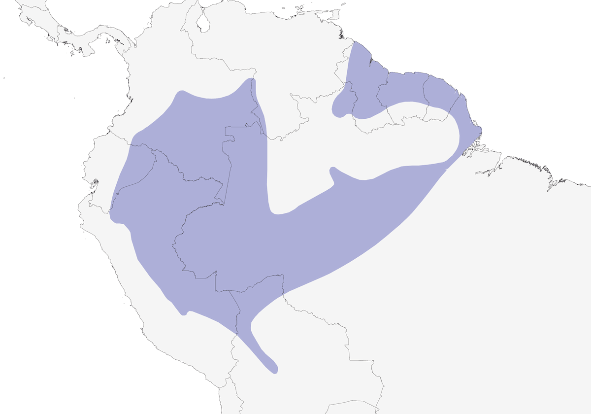 Semillero Ventricastaño, Distribución 1
