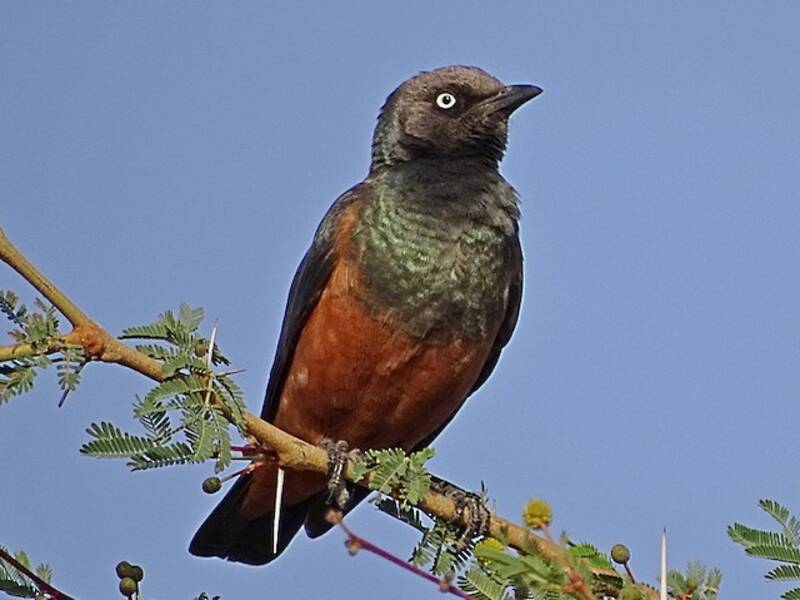 Chestnut-bellied Starling, 照片 3