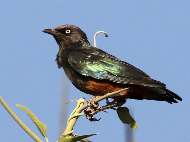 Chestnut-bellied Starling