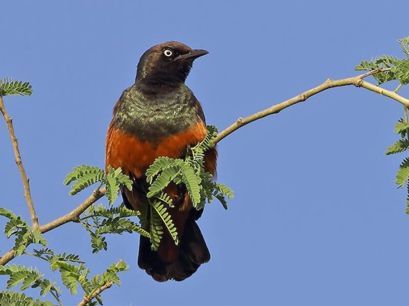 Chestnut-bellied Starling, 照片 2