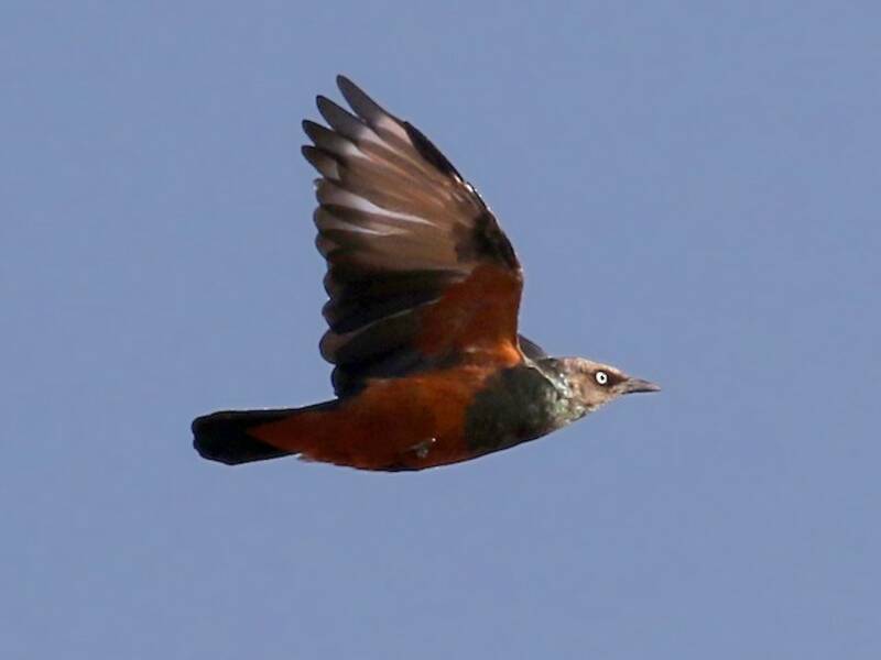 Chestnut-bellied Starling, 照片 4
