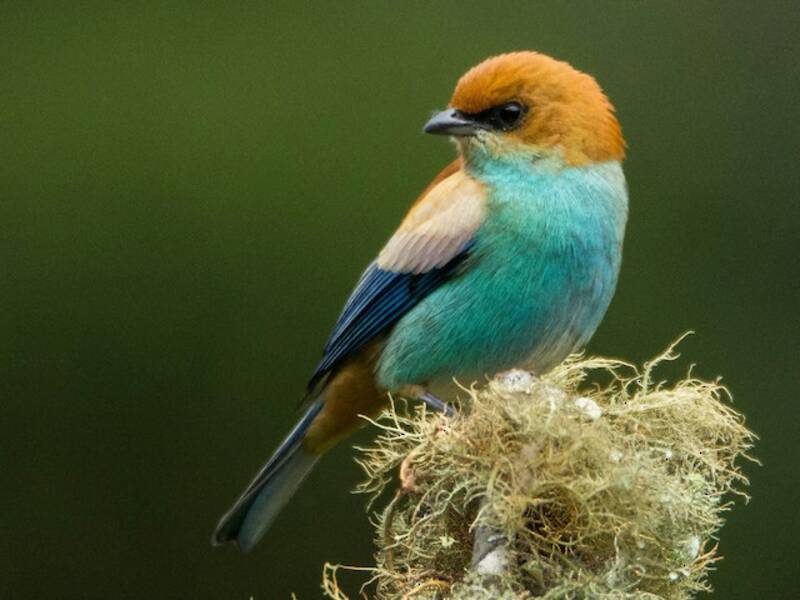 Chestnut-backed Tanager, 照片 4