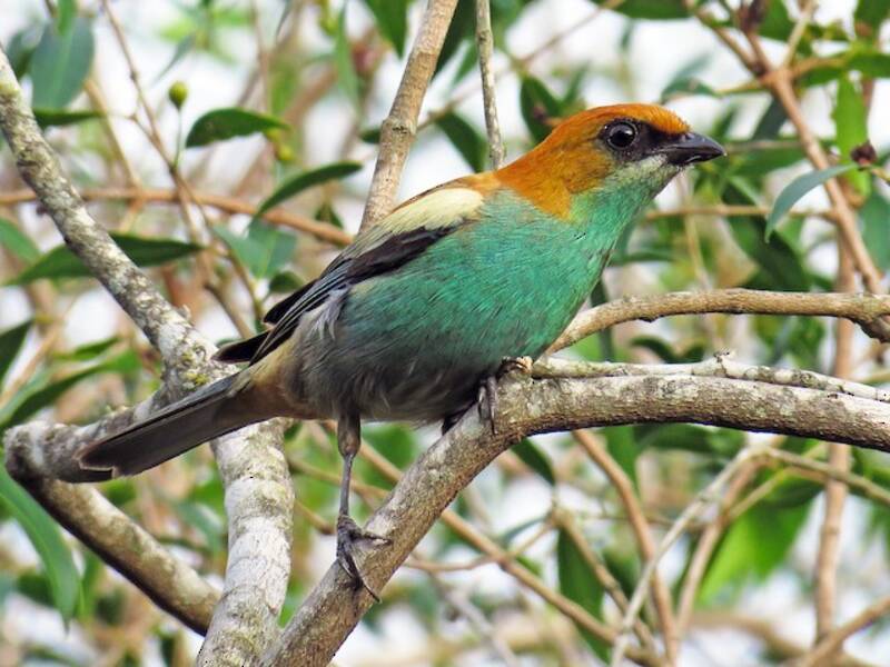 Chestnut-backed Tanager