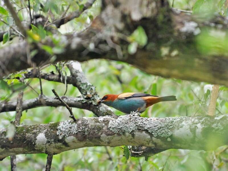 Chestnut-backed Tanager, 照片 3