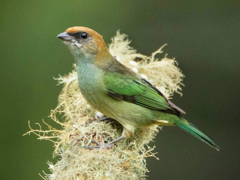 Chestnut-backed Tanager, 照片 2