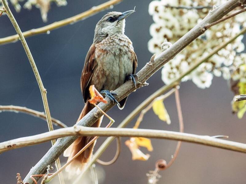 Spinebird dorsocastano, Foto 3