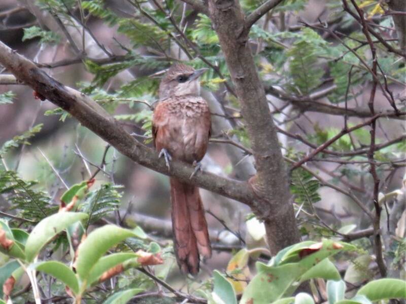 Spinebird dorsocastano, Foto 2