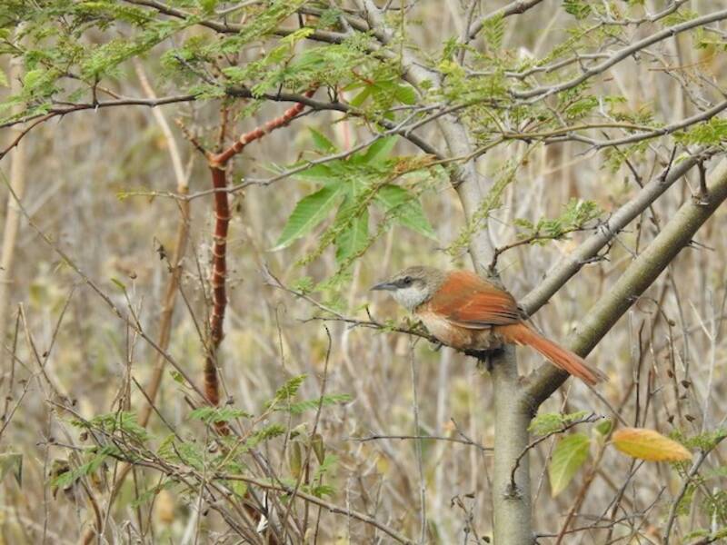 Spinebird dorsocastano, Foto 4