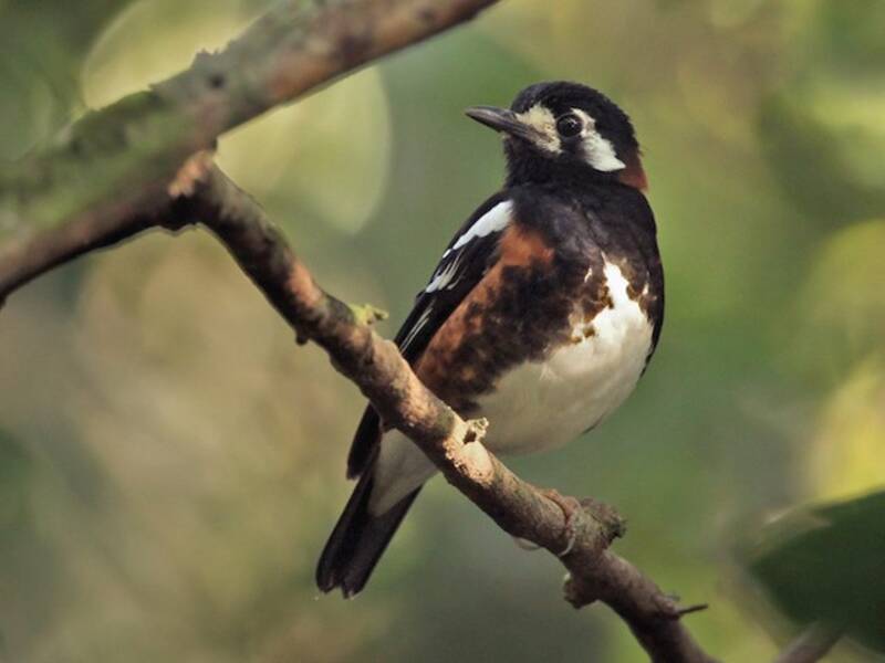 Chestnut-backed Thrush, 照片 3